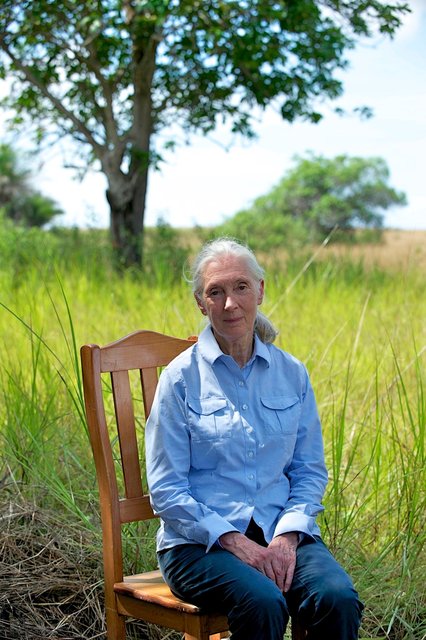 Jane Goodall, Congo/Iconoclasts