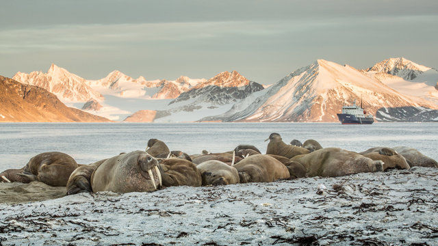 walrus colony haul-out