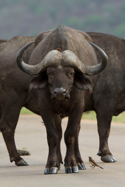 Buffalo