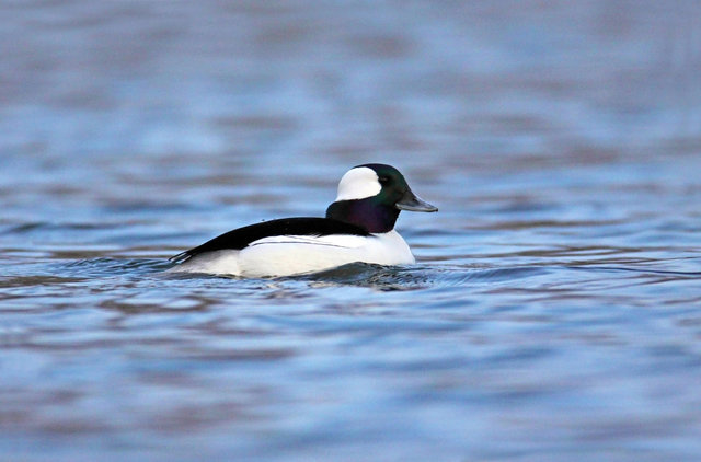 Bufflehead, March, South Central Ohio