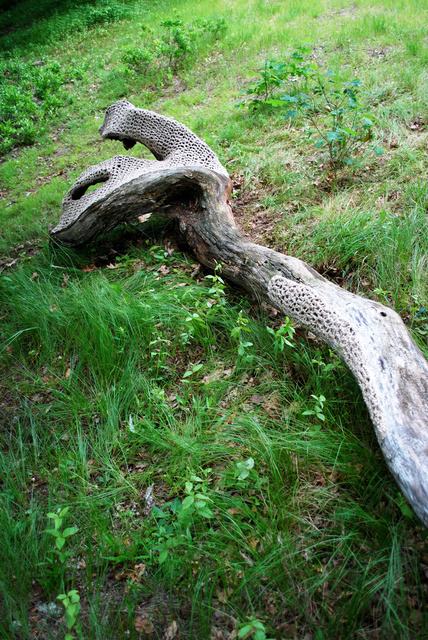 DSC_4611.jpg