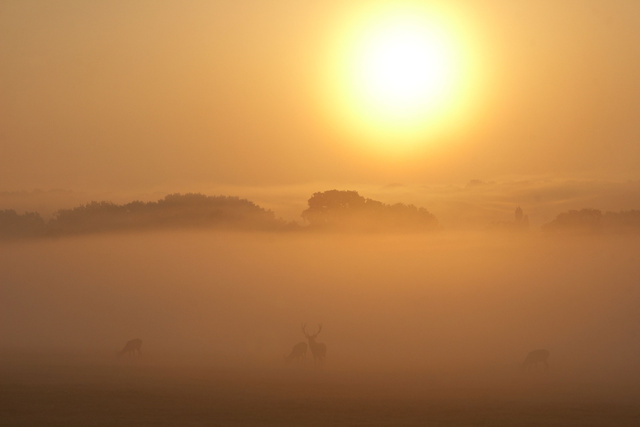 Red Deer