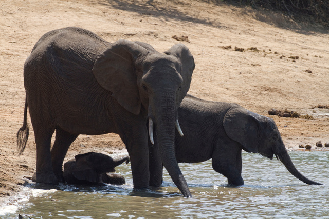 Elephants