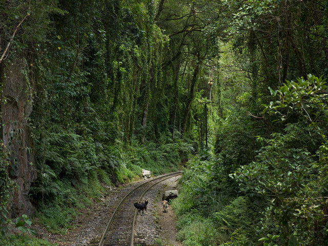 entering the andean cloud forest