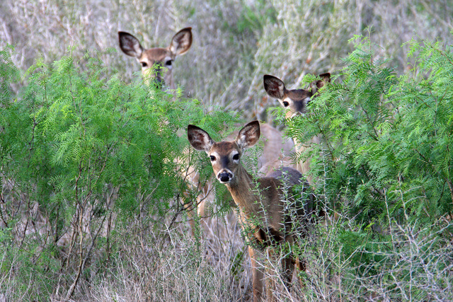 White-tailed Deer, southern Texas