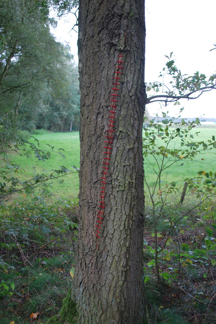 Tree restorations