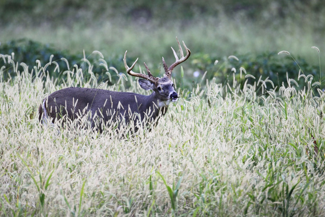 White-tailed deer, southern Ohio