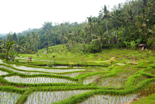 Rice Fields I