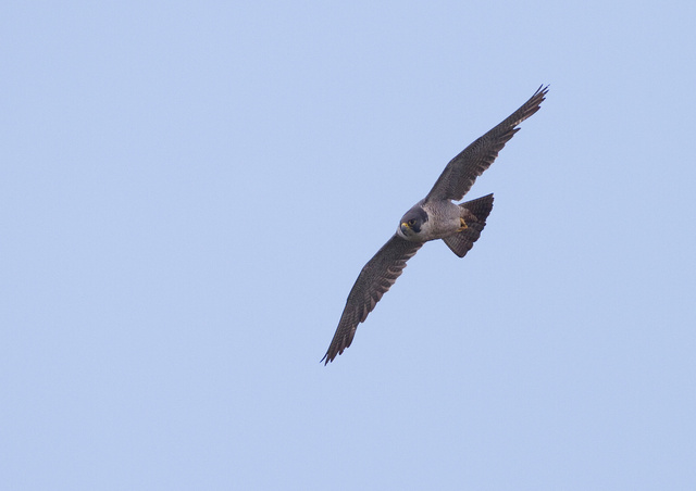 Peregrine falcon