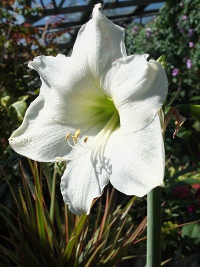 White flower in afternoon sunlight.jpg