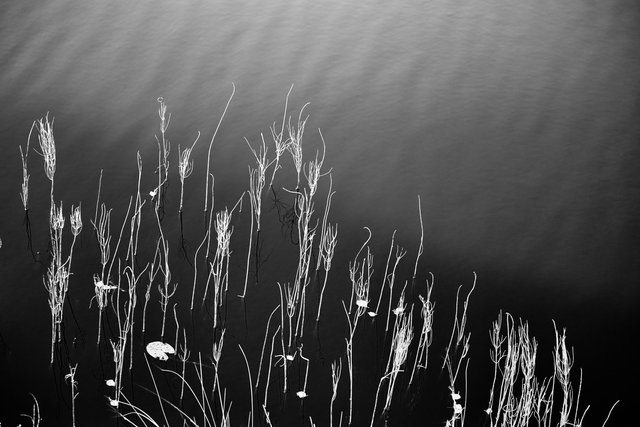 Lake Impression I