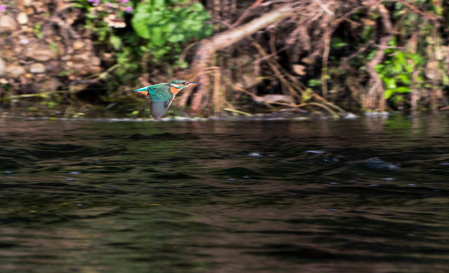 Kingfisher