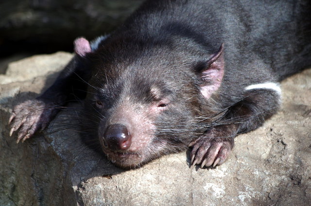 Taronga Zoo (47) VB.jpg