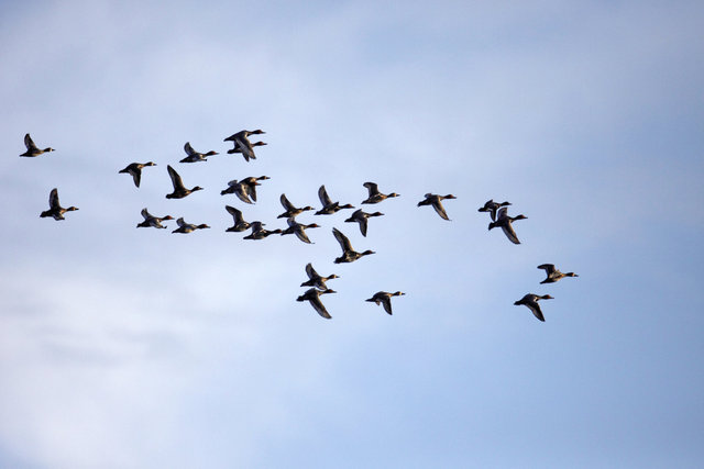 A flock of Redhead and Ring-necked Ducks, spring, southern Ohio.