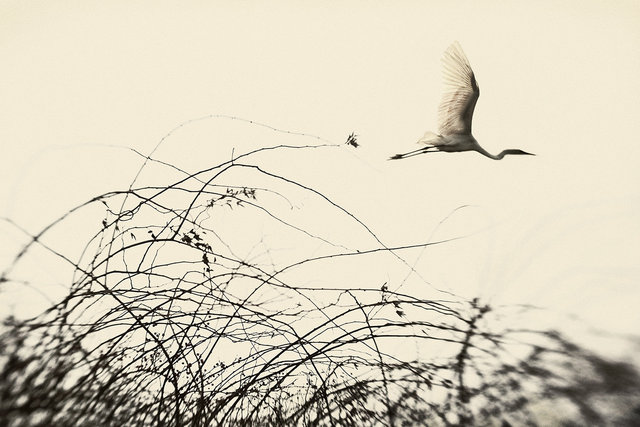 Dream Of Genesis