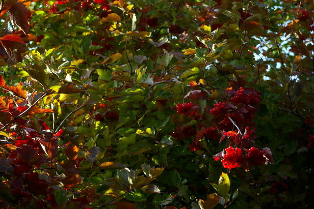 Autumn berries at Flatford VB.JPG