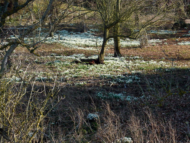 Snowdrops at Waterend VB.JPG