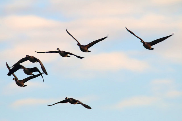 Canada Geese, February, southern Ohio