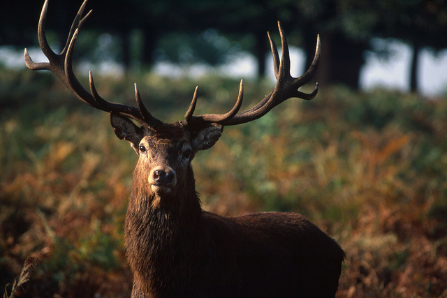 Red Deer Stag