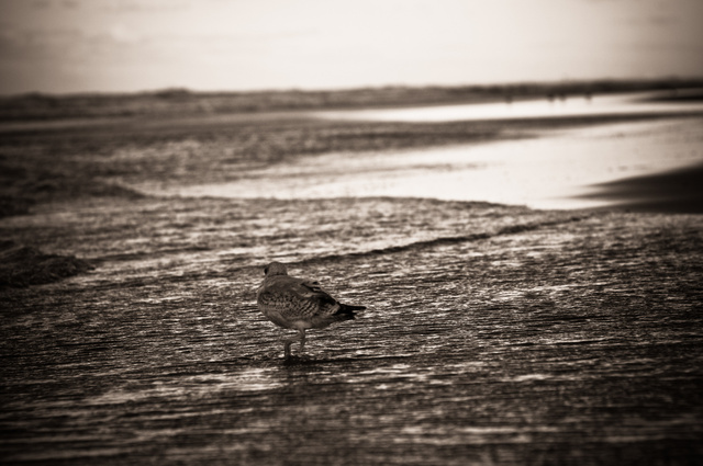 Bird in rough weather