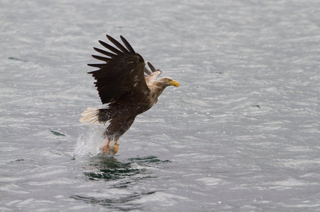 White-tailed Sea Eagle
