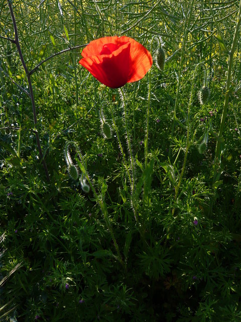 Poppy near Perrywood Farm (2) VB.JPG