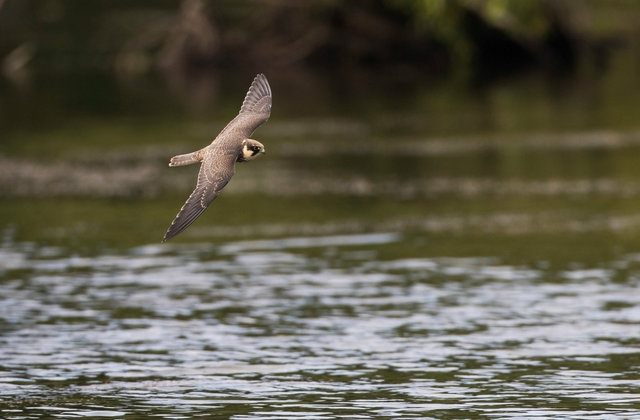 Hobby