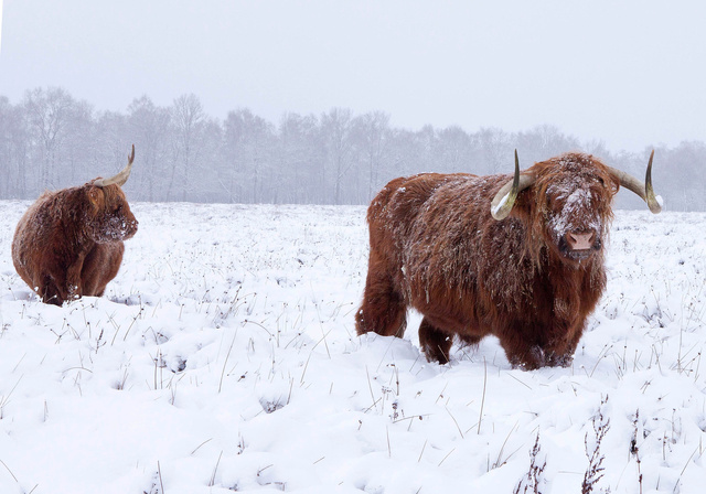 Schotse Hooglander