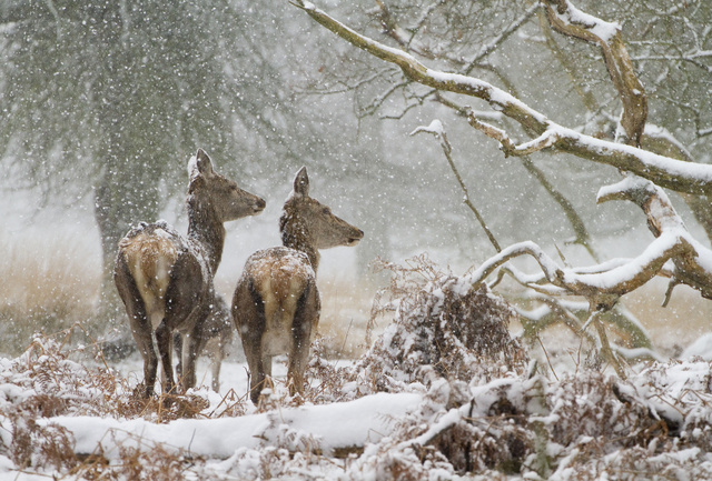 Red deer hinds