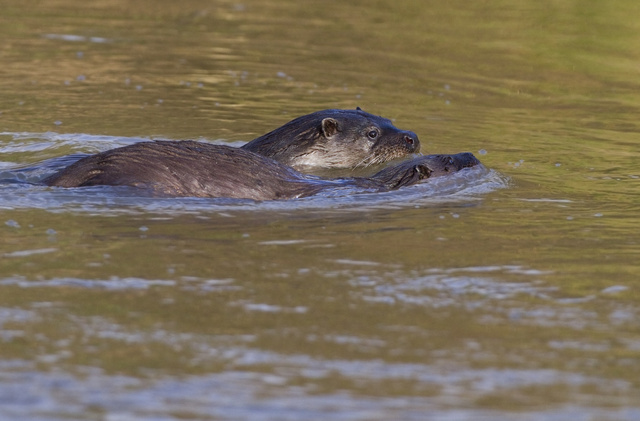 Female otter and cub