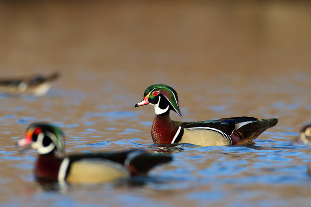 Wood Ducks, March, Ohio