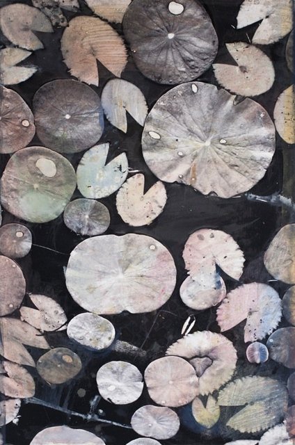 Lotus Pond © Jasper Krabbé