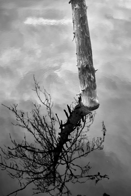 Narcissus III