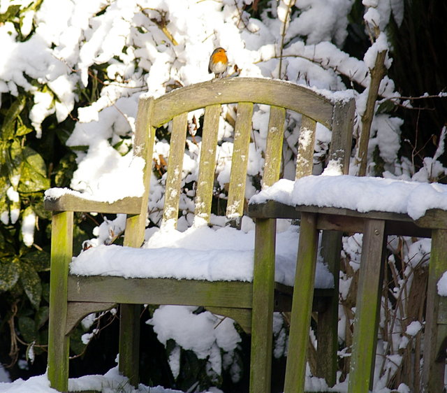 Robin in the snow (6) VB.JPG