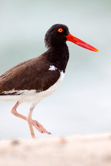 American Oystercatcher, North Carolina 