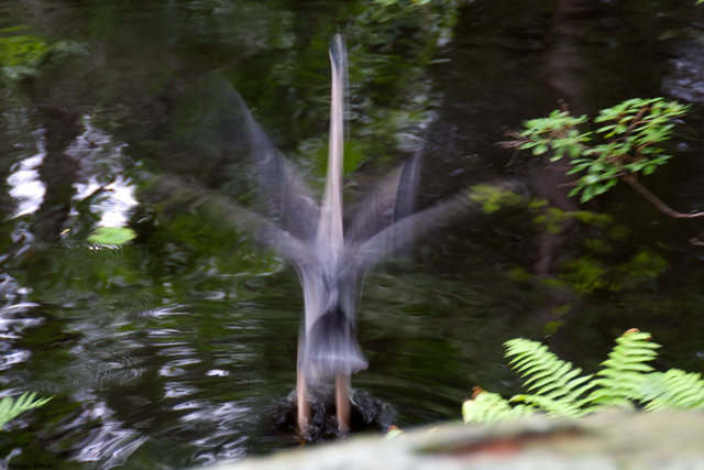 Heron at take off, Natick, MA