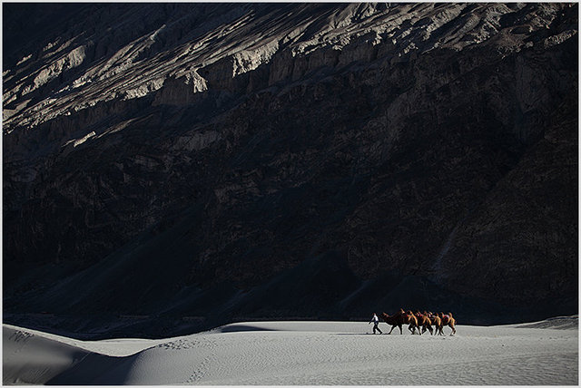 bactrian camels, hunder 2