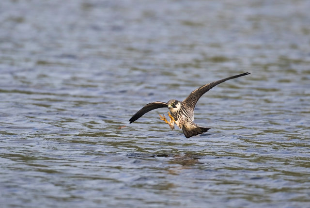 Hobby catching dragonfly