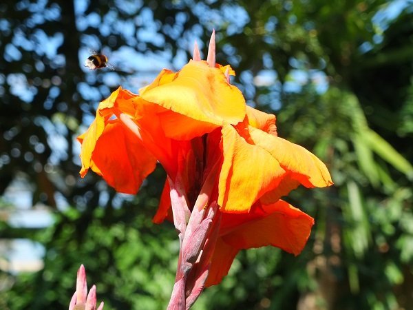 Orange Flower and Botanical Bee by Ali Gracie.jpg