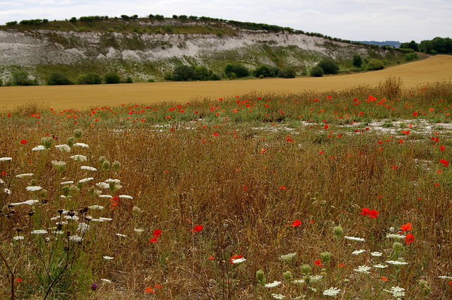 Fields & Flowers near Totternhoe (6) VB.JPG