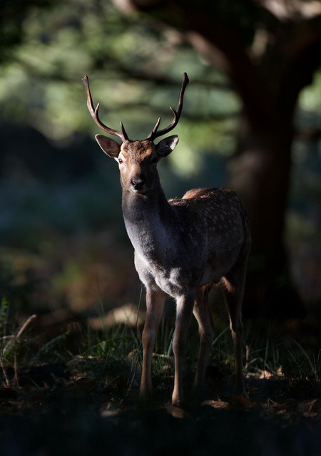 Fallow Deer Buck