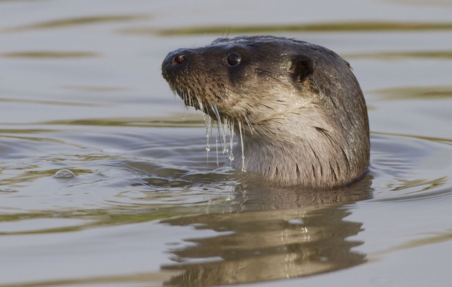 Otter
