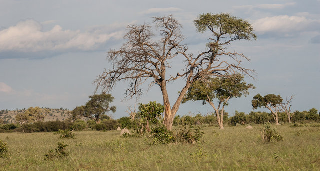 Savuti (ChobeNational Park)