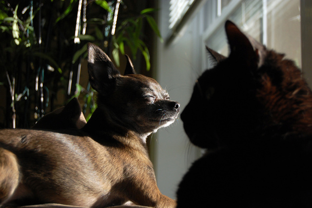 DSC_0455.jpg