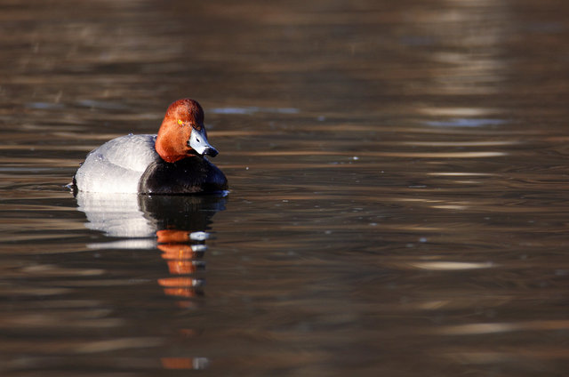 Redhead, late winter, Ohio