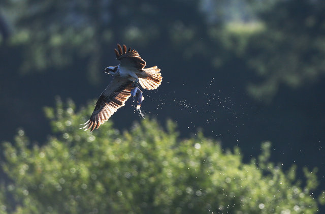 Osprey
