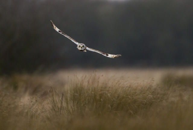 Short-eared Owl