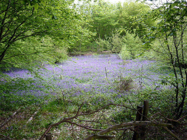 Bluebells at Stocks Wood VB.JPG