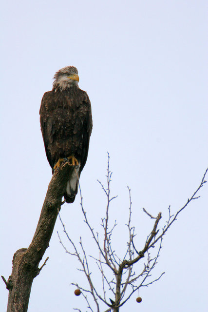 Bald Eagle, Ohio