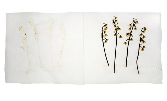 lily of the valley